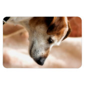 MAGNET FLEXIBLE JACK RUSSELL TERRIER CHIEN (Horizontal)