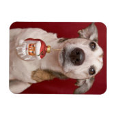 Magnet Flexible Jack Russell Terrier Holding Ornament de Noël (Horizontal)