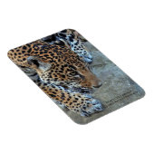 Magnet Flexible Jaguar Dans Le Sondage (Côté Droit)