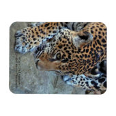 Magnet Flexible Jaguar Dans Le Sondage (Horizontal)