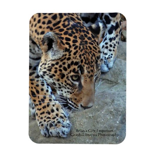 Magnet Flexible Jaguar Dans Le Sondage (Vertical)