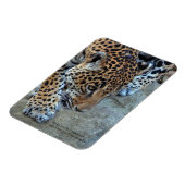 Magnet Flexible Jaguar Dans Le Sondage (Côté Gauche)