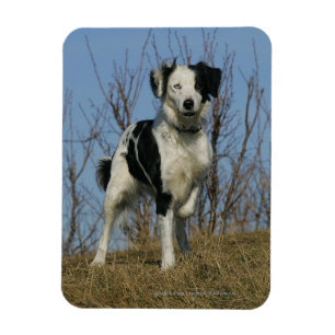 Magnet Flexible Jambe de border collie augmentée