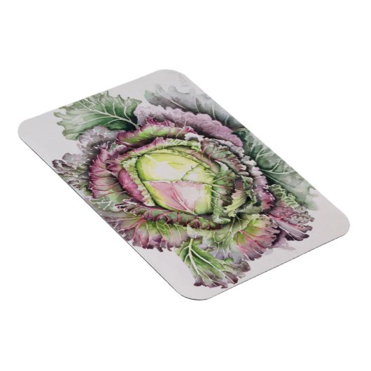 Magnet Flexible Janvier King Cabbage (Côté Droit)