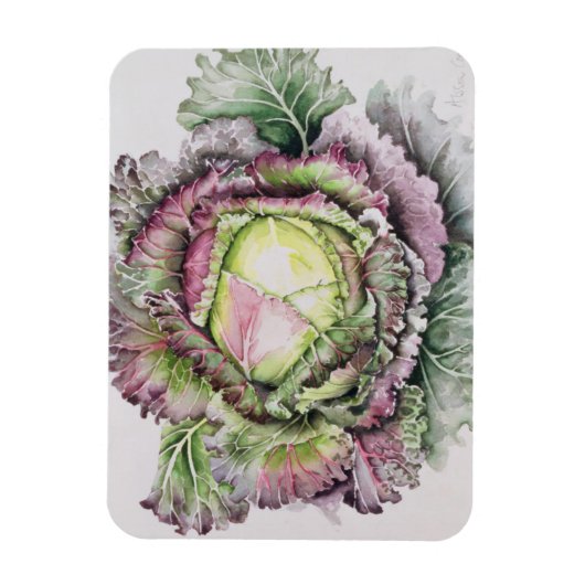 Magnet Flexible Janvier King Cabbage (Vertical)