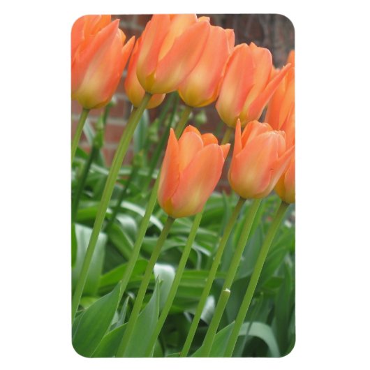 Magnet Flexible Jardin de la Tulipe d'Orange (Vertical)