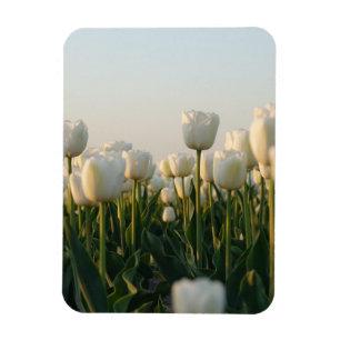 Magnet Flexible Jardin de tulipes blanches et rouges vibrant Photo