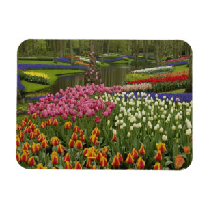 Magnet Flexible Jardin de tulipes et de jacinthes, Jardins de Keuk
