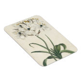 Magnet Flexible Jardin d'ivoire (Côté Droit)