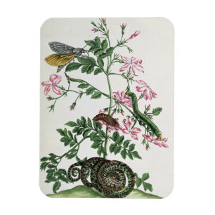 Magnet Flexible Jasmin : avec serpent, papillon de nuit, caterpill