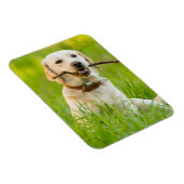 Magnet Flexible Jaune Labrador Joue Récupérer Avec Bâton (Côté Droit)