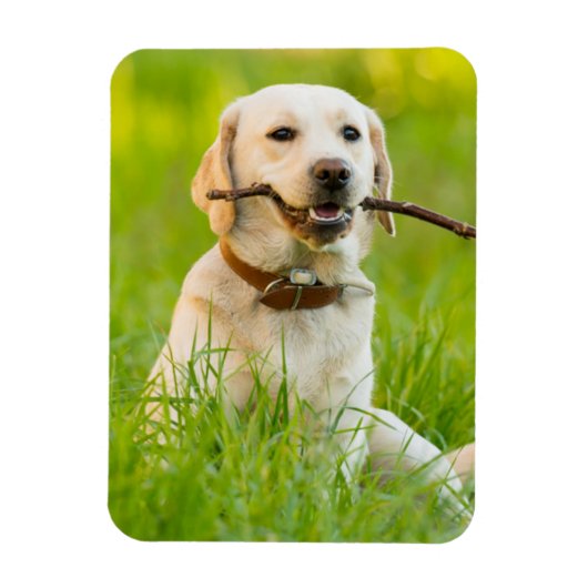 Magnet Flexible Jaune Labrador Joue Récupérer Avec Bâton (Vertical)