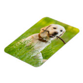 Magnet Flexible Jaune Labrador Joue Récupérer Avec Bâton (Côté Gauche)