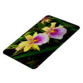 Magnet Flexible Jaune rose violet Miltonia Sunset Orchidées (Côté Gauche)