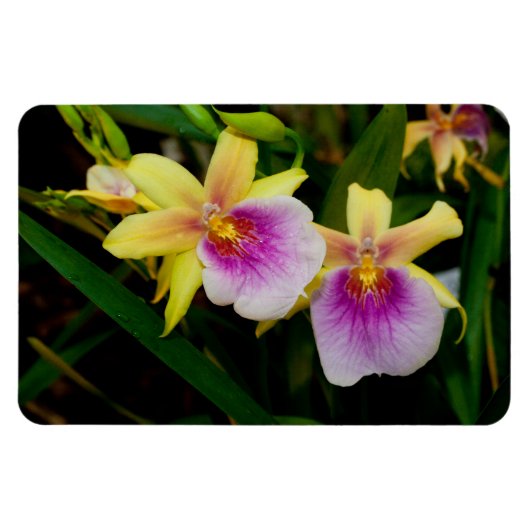 Magnet Flexible Jaune rose violet Miltonia Sunset Orchidées (Horizontal)