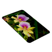 Magnet Flexible Jaune rose violet Miltonia Sunset Orchidées (Côté Droit)