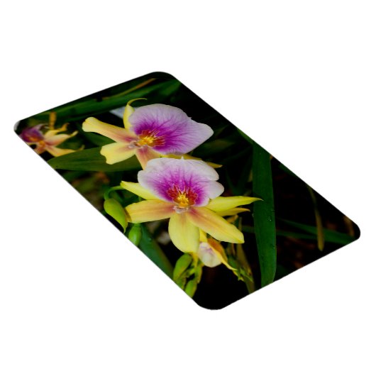 Magnet Flexible Jaune rose violet Miltonia Sunset Orchidées (Côté Droit)
