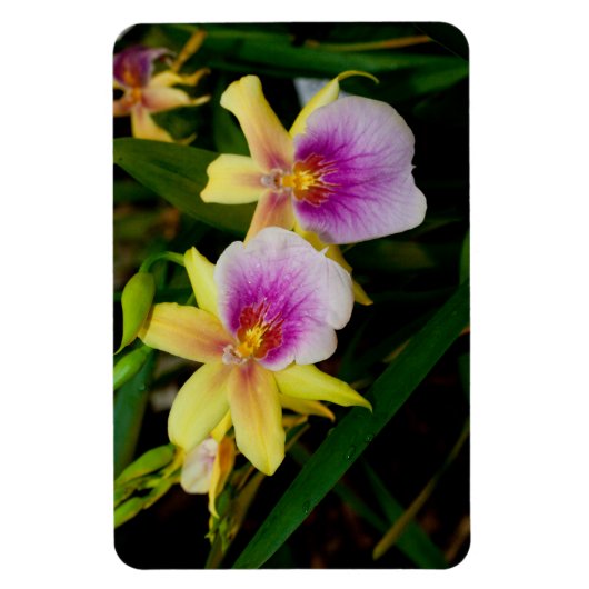 Magnet Flexible Jaune rose violet Miltonia Sunset Orchidées (Vertical)