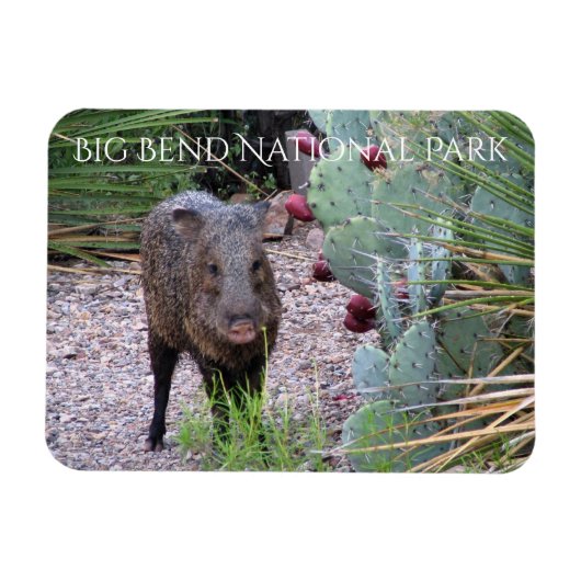 Magnet Flexible Javelina, Prickly Pear, Parc National Big Bend (Horizontal)