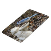 Magnet Flexible Jay bleu sur le rabbit Aimant d'alimentation d'ois (Côté Gauche)