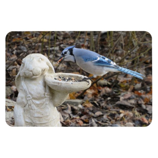 Magnet Flexible Jay bleu sur le rabbit Aimant d'alimentation d'ois (Horizontal)