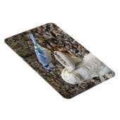 Magnet Flexible Jay bleu sur le rabbit Aimant d'alimentation d'ois (Côté Droit)