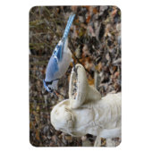 Magnet Flexible Jay bleu sur le rabbit Aimant d'alimentation d'ois (Vertical)