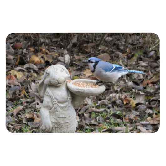 Magnet Flexible Jay bleu sur mou lapin nourricier oiseaux (Horizontal)