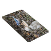 Magnet Flexible Jay bleu sur mou lapin nourricier oiseaux (Côté Droit)