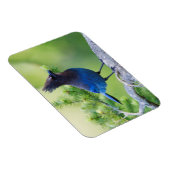 Magnet Flexible Jay de Steller (Côté Droit)