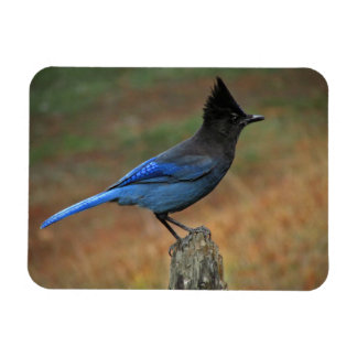 Magnet Flexible Jay de Steller (Cyanocitta stelleri)