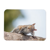 Magnet Flexible Je Vous Regarde ! Aimant d'écureuil (Horizontal)