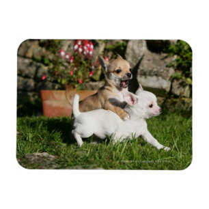 Magnet Flexible Jeu de chiot de chiwawa