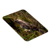 Magnet Flexible Jeune Alligator (Côté Droit)