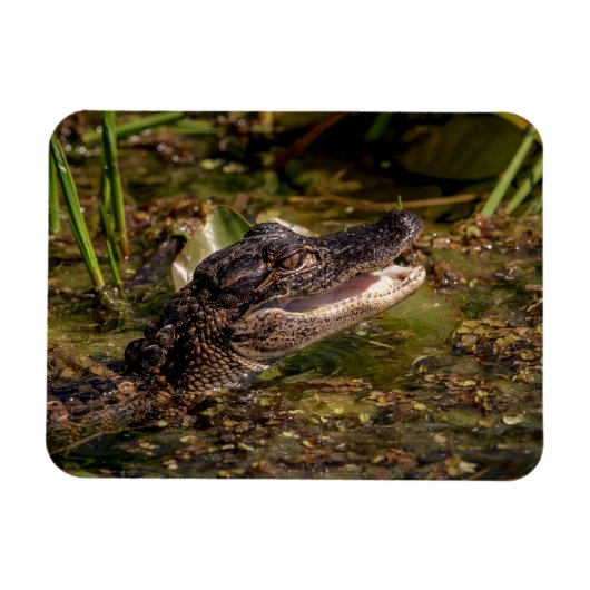Magnet Flexible Jeune Alligator (Horizontal)