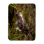 Magnet Flexible Jeune Alligator (Vertical)