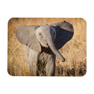 Magnet Flexible Jeune éléphant de savane
