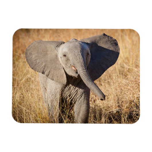 Magnet Flexible Jeune éléphant de savane (Horizontal)