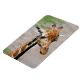 Magnet Flexible Jeune Giraffe (Côté Gauche)