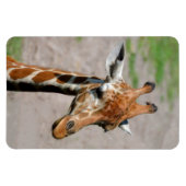 Magnet Flexible Jeune Giraffe (Horizontal)