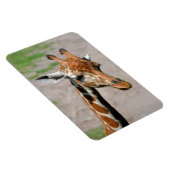 Magnet Flexible Jeune Giraffe (Côté Droit)