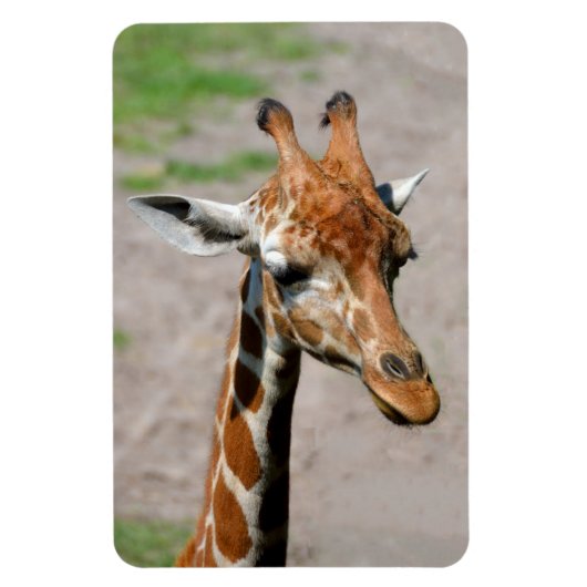 Magnet Flexible Jeune Giraffe (Vertical)
