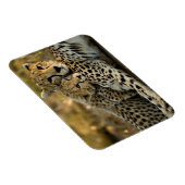 Magnet Flexible Jeune guépard câlinant sa mère (Côté Droit)