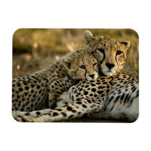 Magnet Flexible Jeune guépard câlinant sa mère