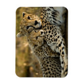 Magnet Flexible Jeune guépard câlinant sa mère (Vertical)