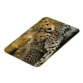 Magnet Flexible Jeune guépard câlinant sa mère (Côté Gauche)