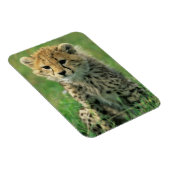 Magnet Flexible Jeune guépard flou (Côté Droit)