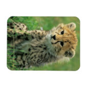 Magnet Flexible Jeune guépard flou (Horizontal)