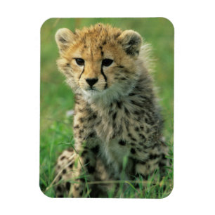 Magnet Flexible Jeune guépard flou