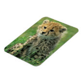 Magnet Flexible Jeune guépard flou (Côté Gauche)